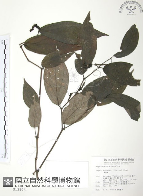 風藤藏品圖，第1張