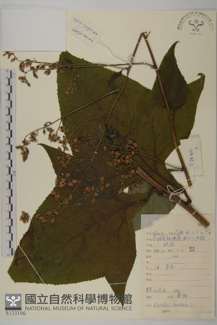 山尖子藏品圖，第1張