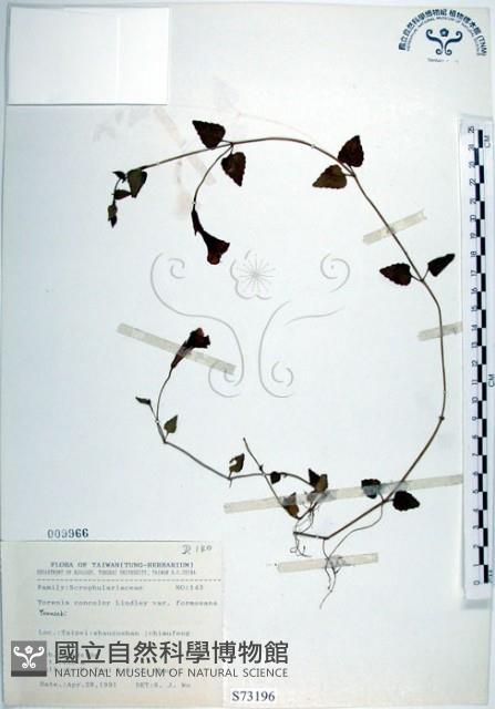 倒地蜈蚣、四角銅鑼藏品圖，第1張