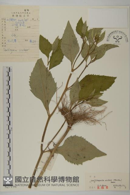 東風菜藏品圖，第1張