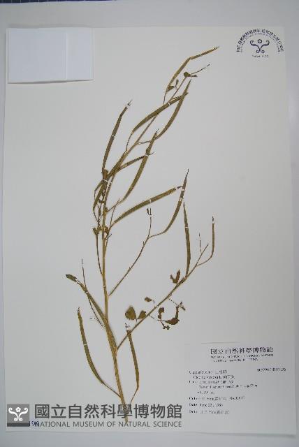 向天黃藏品圖，第1張