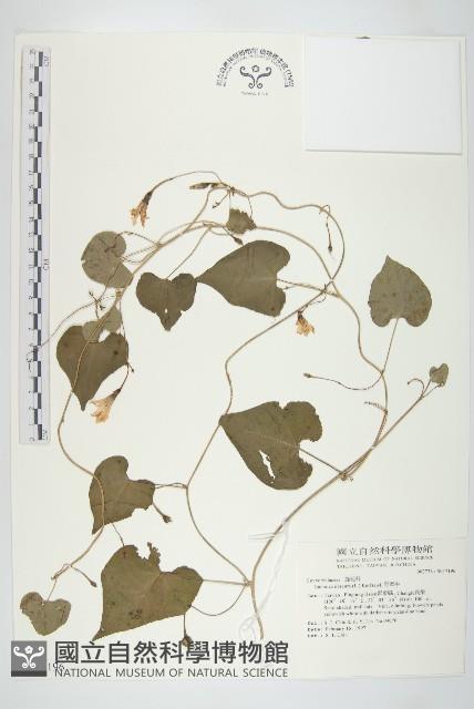 野牽牛藏品圖，第1張