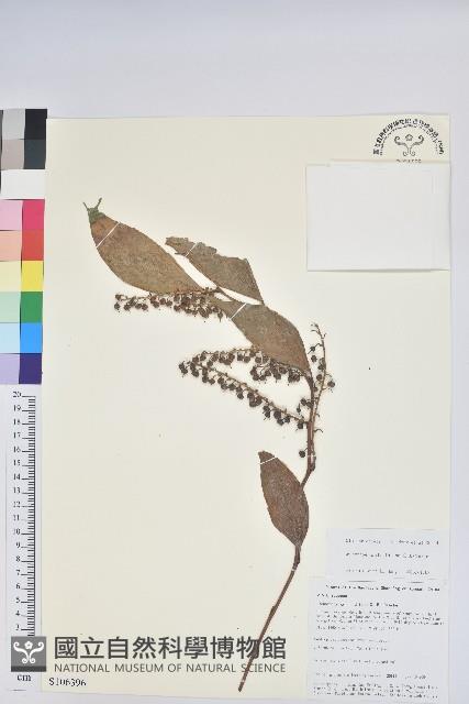 尖基木藜蘆藏品圖，第1張