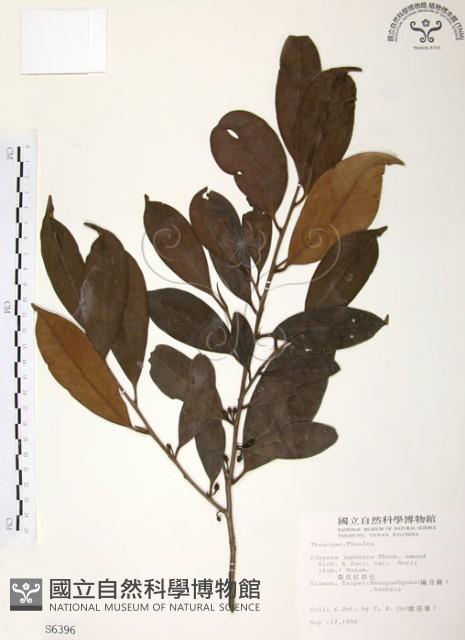 森氏紅淡比藏品圖，第1張