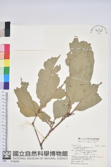 大葉石櫟、大葉校栗藏品圖，第1張