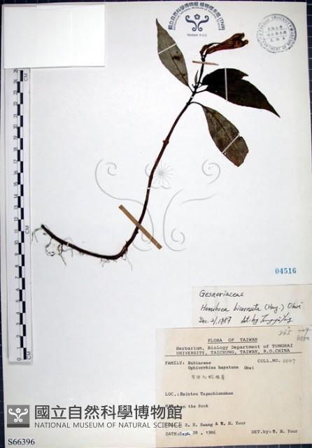 角桐草、台灣半蒴苣苔藏品圖，第1張