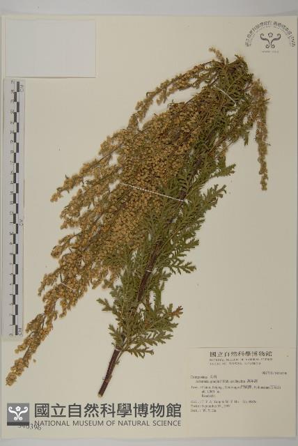 白蓮蒿藏品圖，第1張