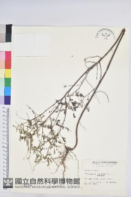 擬葉下珠、細葉油柑藏品圖，第1張