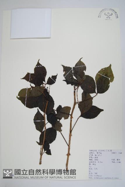 三葉五加、三加皮藏品圖，第1張