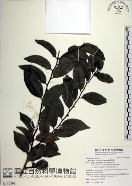 蘭嶼柿藏品圖，第1張