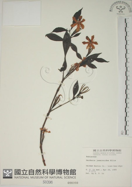 山黃梔藏品圖，第1張