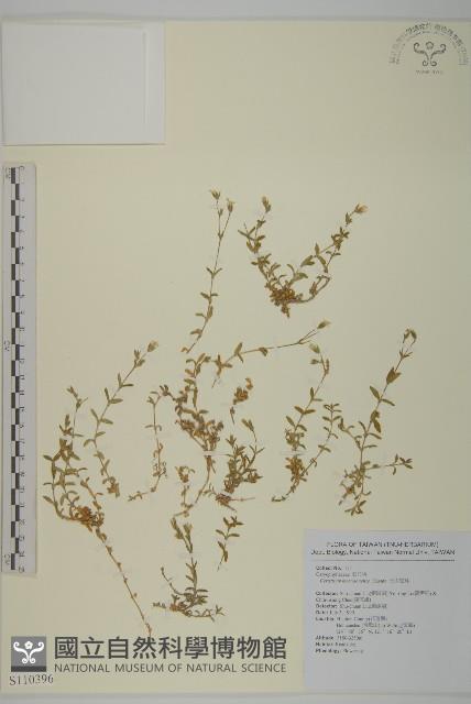 玉山卷耳藏品圖，第1張