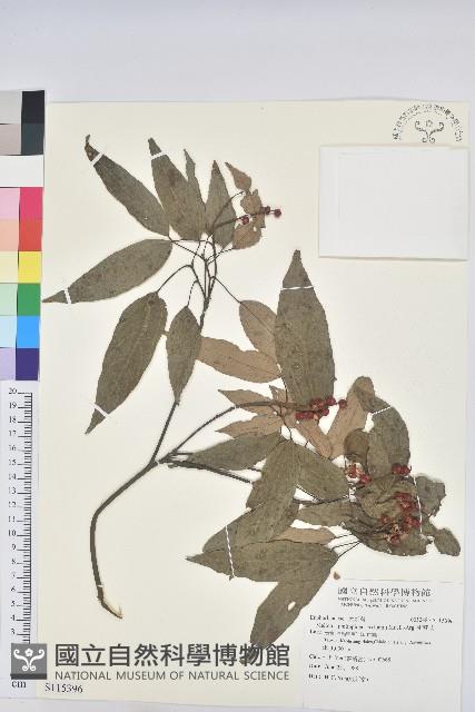 粗糠柴藏品圖，第1張