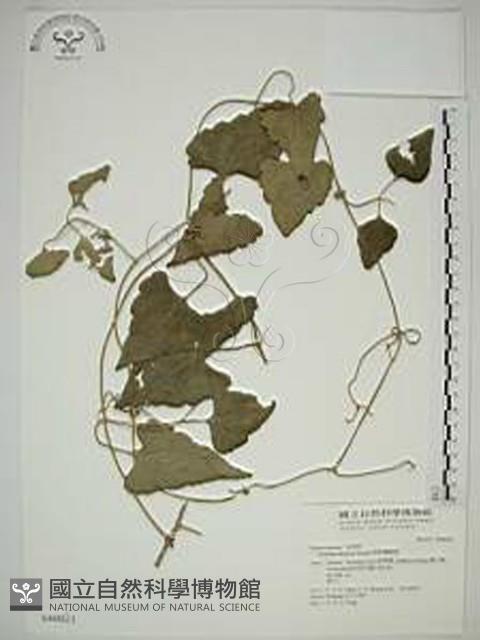 屏東鐵線蓮藏品圖，第1張