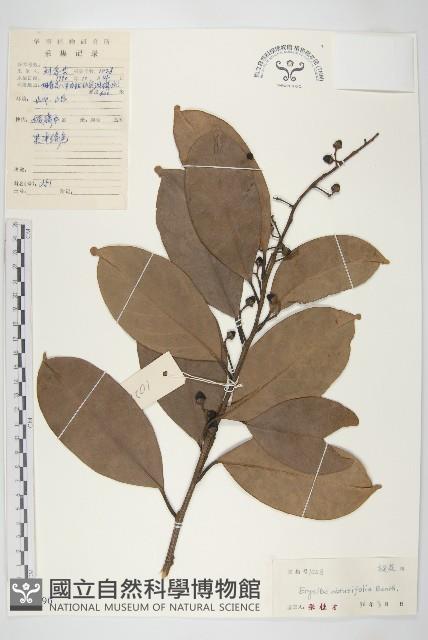 丁公藤藏品圖，第1張