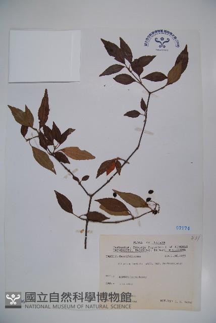 狹葉莢迷藏品圖，第1張