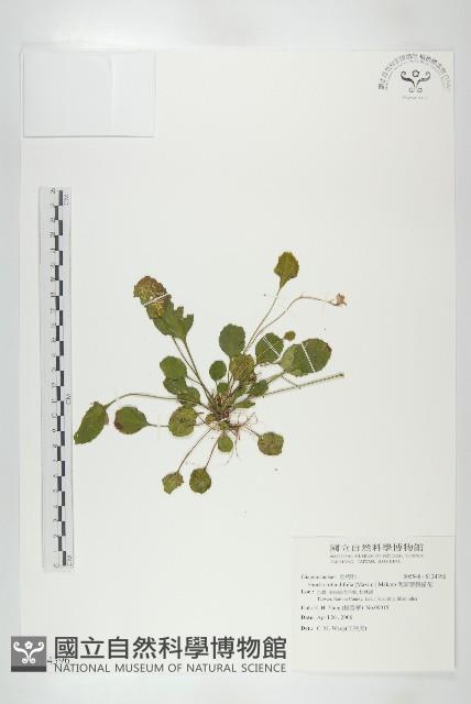 倒卵葉裂緣花藏品圖，第1張