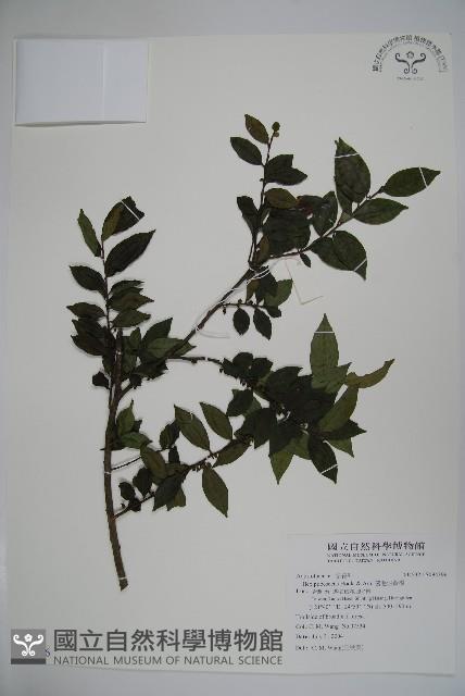 密毛假黃楊藏品圖，第1張