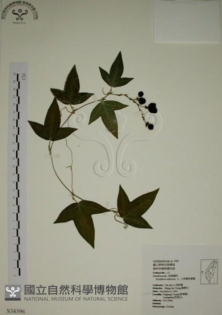 三角葉西番蓮藏品圖，第1張