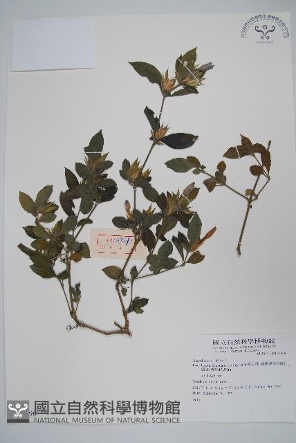 登錄號:S074396藏品圖，第1張