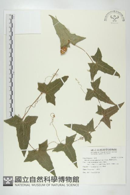 變葉馬交兒藏品圖，第1張