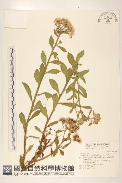 翼莖闊苞菊藏品圖，第1張