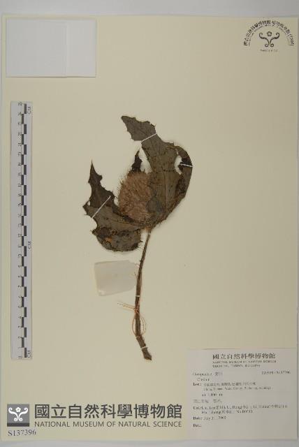 登錄號:S137396藏品圖，第1張