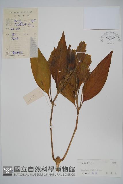 蝴蝶花、白珊瑚藏品圖，第1張