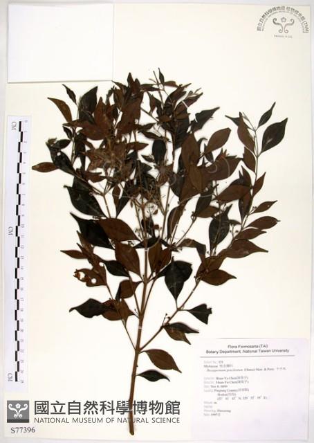 十子木、加入舅藏品圖，第1張