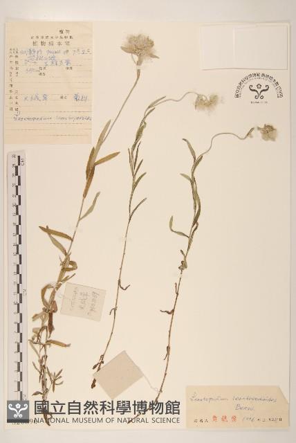 火絨草藏品圖，第1張