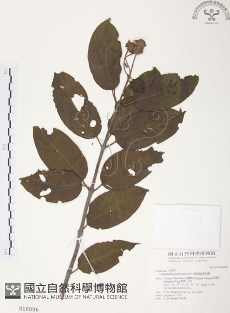 風箱樹藏品圖，第1張