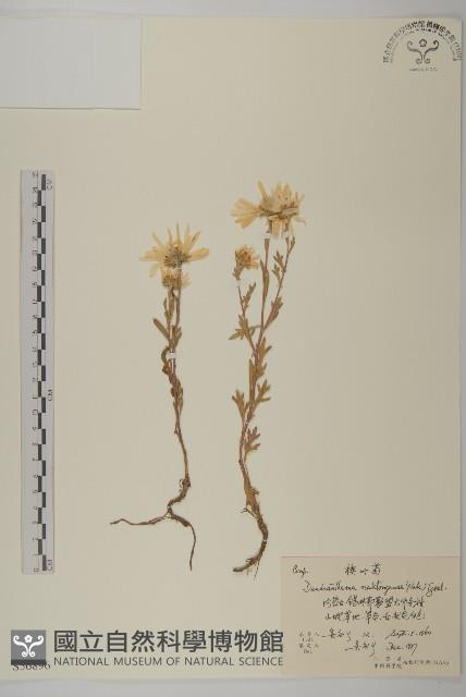 楔葉菊藏品圖，第1張