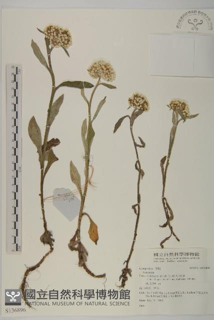 登錄號:S136896藏品圖，第1張