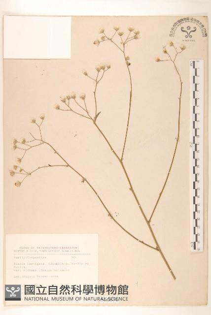 刀傷草藏品圖，第1張