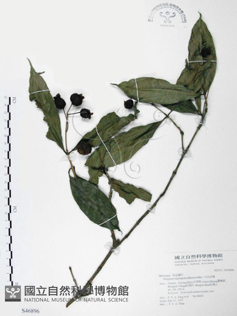 大花赤楠藏品圖，第1張