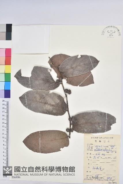 赤血仔、厚葉算盤子藏品圖，第1張