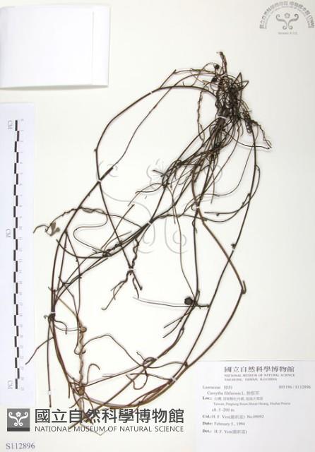 無根草藏品圖，第1張