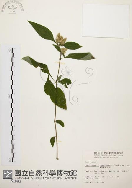 臺灣鱗球花藏品圖，第1張