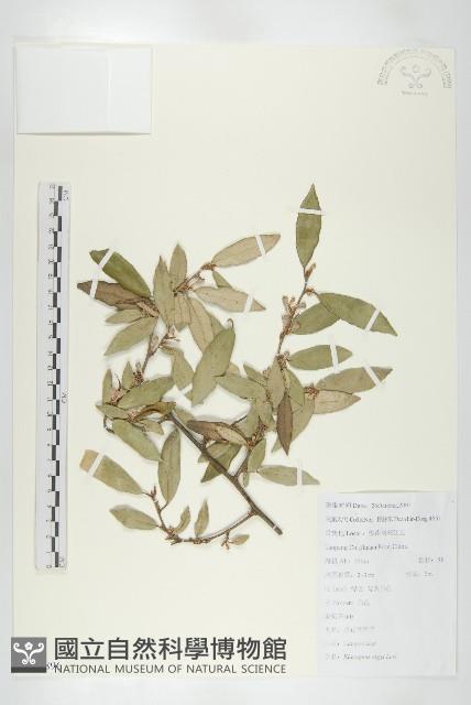 余山羊奶子藏品圖，第1張