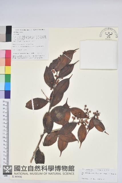 尾葉越橘藏品圖，第1張