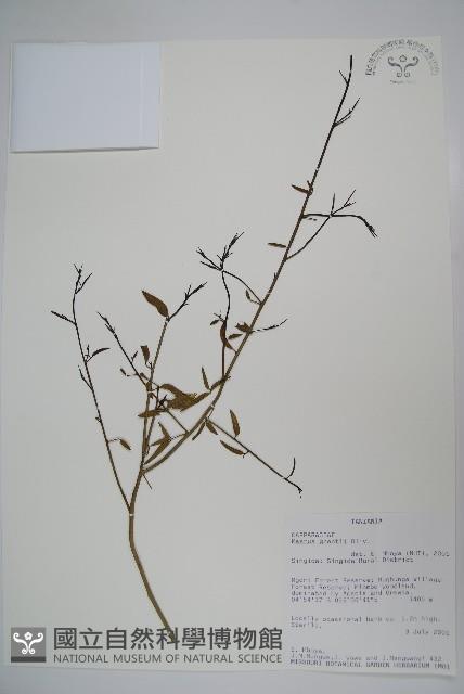 登錄號:S095896藏品圖，第1張
