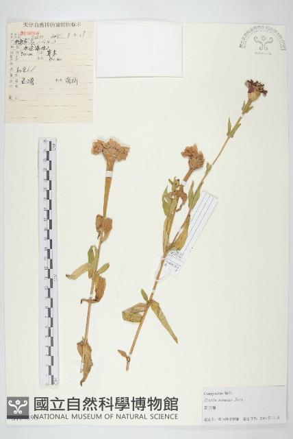 百日菊藏品圖，第1張