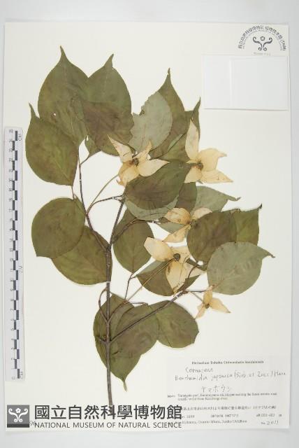 四照花藏品圖，第1張