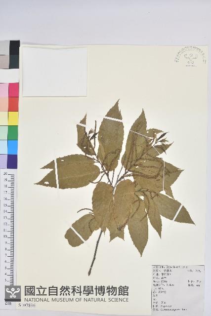 茅栗藏品圖，第1張