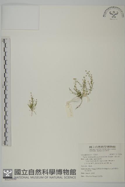 瓜槌草、漆姑草藏品圖，第1張