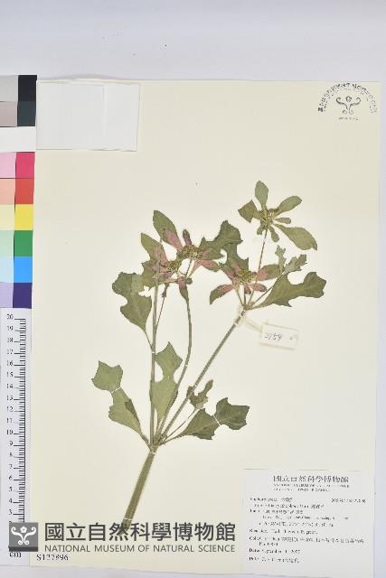 猩猩草藏品圖，第1張