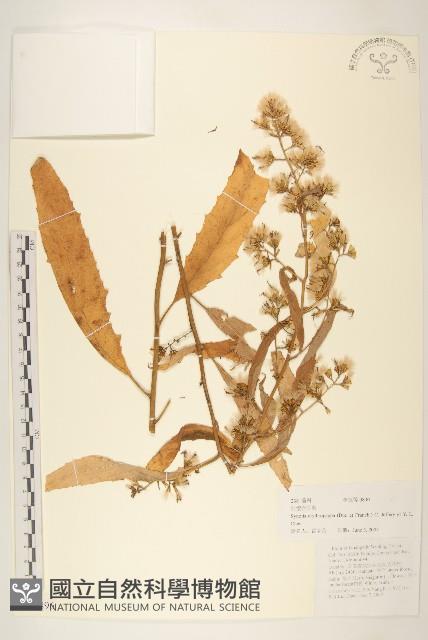 紅纓合耳菊藏品圖，第1張