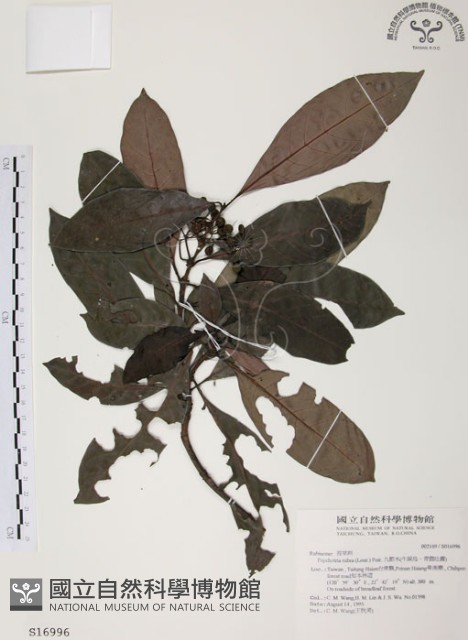 九節木、牛屎烏、青龍吐霧藏品圖，第1張