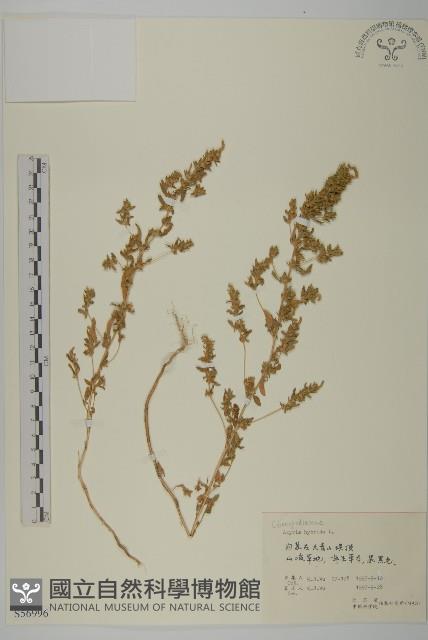 雜配軸藜藏品圖，第1張