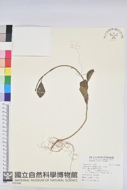 猩猩草藏品圖，第1張